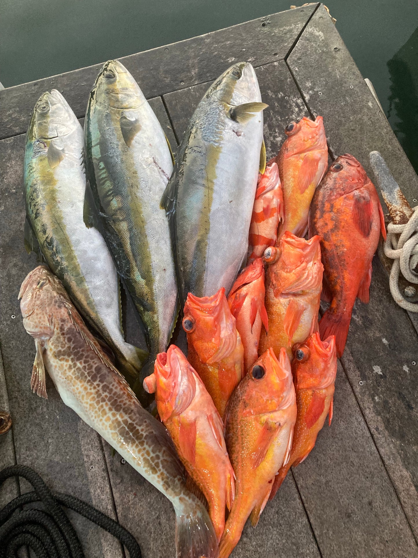Owen’s Rockcod Leaders